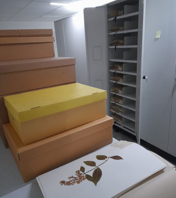 Preserving History: Kuopio Natural History Museum’s Botanical Collection Move