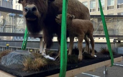 Relocation of the Natural History Museum in Dublin