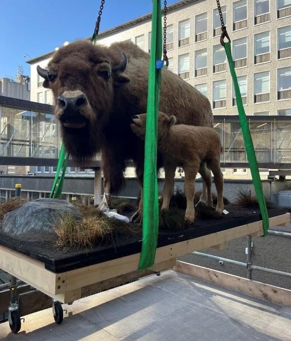 Relocation of the Natural History Museum in Dublin